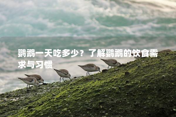 鹦鹉一天吃多少？了解鹦鹉的饮食需求与习惯