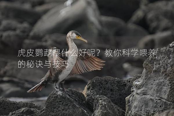 虎皮鹦鹉喂什么好呢？教你科学喂养的秘诀与技巧