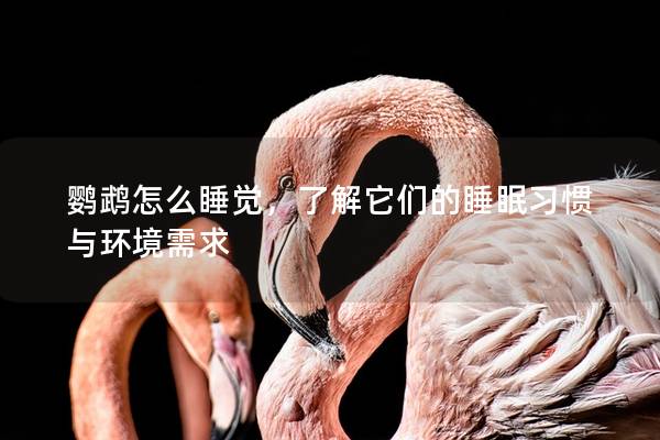鹦鹉怎么睡觉，了解它们的睡眠习惯与环境需求