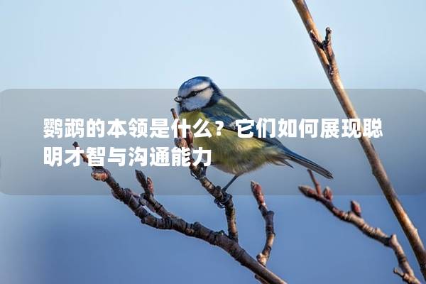 鹦鹉的本领是什么？它们如何展现聪明才智与沟通能力