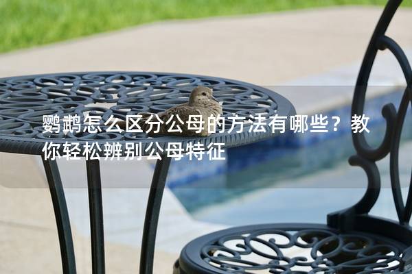 鹦鹉怎么区分公母的方法有哪些？教你轻松辨别公母特征