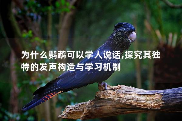 为什么鹦鹉可以学人说话,探究其独特的发声构造与学习机制