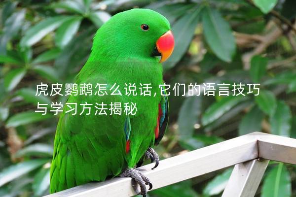 虎皮鹦鹉怎么说话,它们的语言技巧与学习方法揭秘