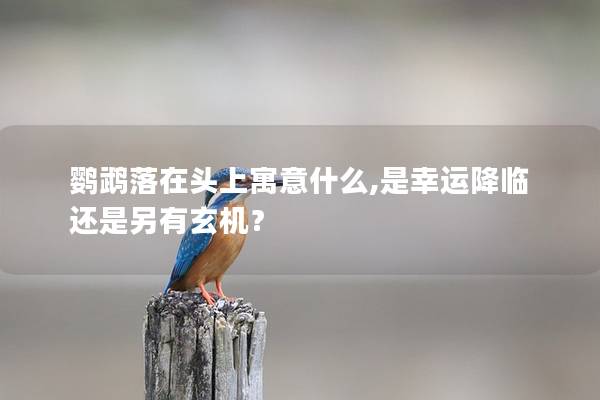鹦鹉落在头上寓意什么,是幸运降临还是另有玄机？