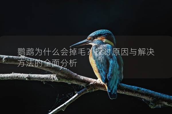 鹦鹉为什么会掉毛？探讨原因与解决方法的全面分析