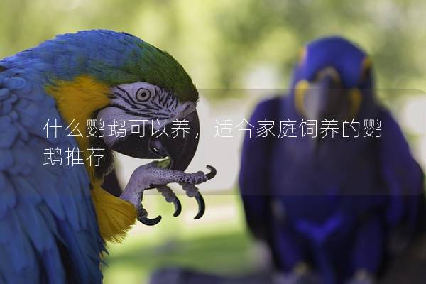 什么鹦鹉可以养，适合家庭饲养的鹦鹉推荐