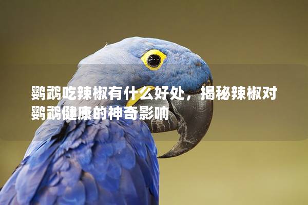 鹦鹉吃辣椒有什么好处，揭秘辣椒对鹦鹉健康的神奇影响