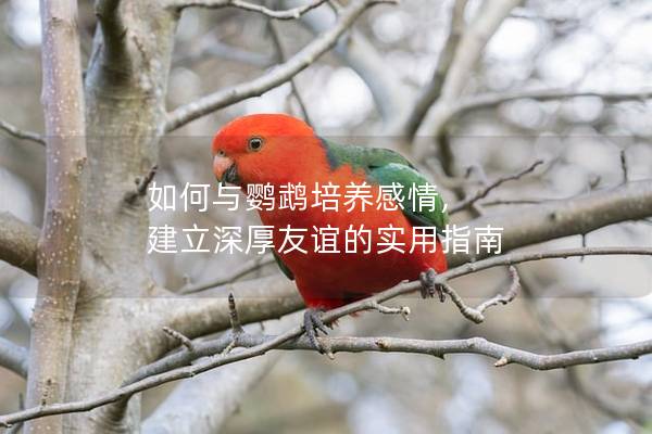 如何与鹦鹉培养感情, 建立深厚友谊的实用指南