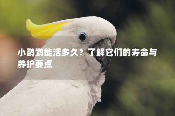 小鹦鹉能活多久？了解它们的寿命与养护要点