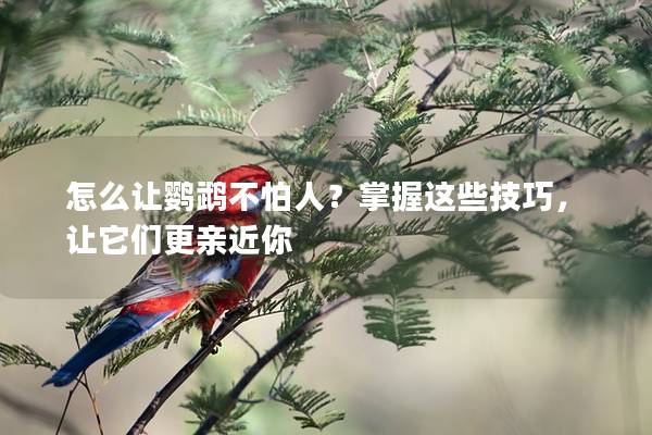 怎么让鹦鹉不怕人？掌握这些技巧，让它们更亲近你