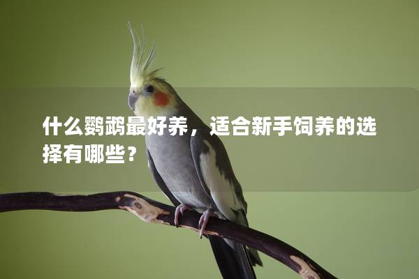 什么鹦鹉最好养，适合新手饲养的选择有哪些？