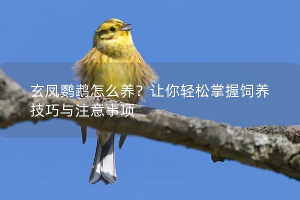 玄凤鹦鹉怎么养？让你轻松掌握饲养技巧与注意事项