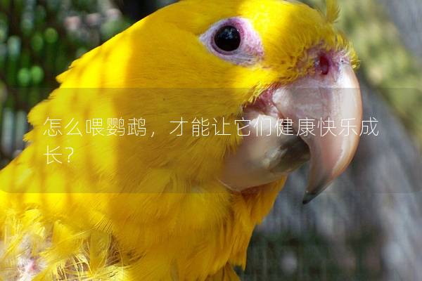 怎么喂鹦鹉，才能让它们健康快乐成长？