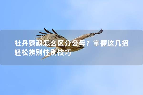 牡丹鹦鹉怎么区分公母？掌握这几招轻松辨别性别技巧