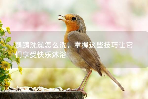 鹦鹉洗澡怎么洗，掌握这些技巧让它们享受快乐沐浴