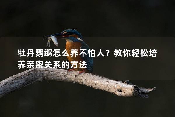 牡丹鹦鹉怎么养不怕人？教你轻松培养亲密关系的方法