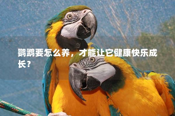 鹦鹉要怎么养，才能让它健康快乐成长？
