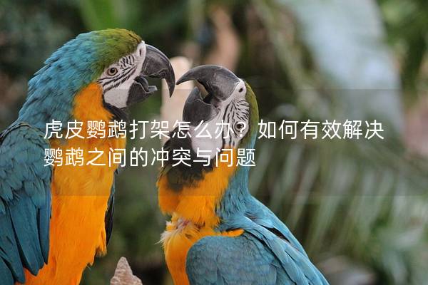 虎皮鹦鹉打架怎么办？如何有效解决鹦鹉之间的冲突与问题