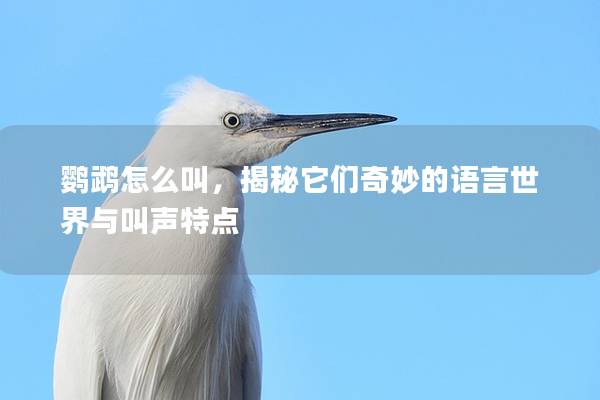 鹦鹉怎么叫，揭秘它们奇妙的语言世界与叫声特点