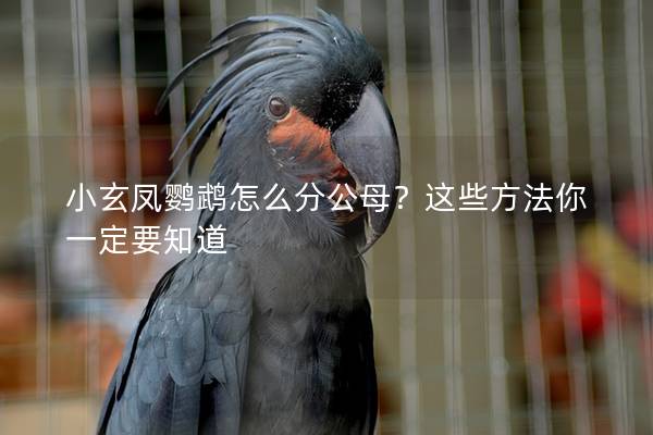 小玄凤鹦鹉怎么分公母？这些方法你一定要知道