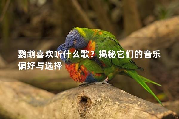 鹦鹉喜欢听什么歌？揭秘它们的音乐偏好与选择