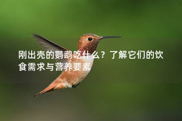 刚出壳的鹦鹉吃什么？了解它们的饮食需求与营养要素