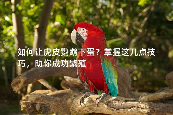 如何让虎皮鹦鹉下蛋？掌握这几点技巧，助你成功繁殖