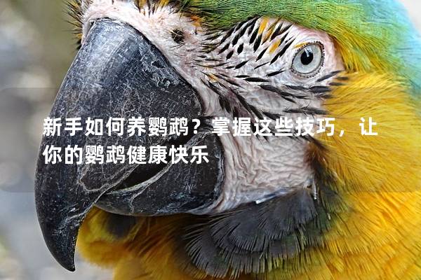 新手如何养鹦鹉？掌握这些技巧，让你的鹦鹉健康快乐