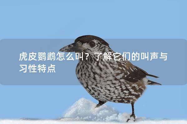 虎皮鹦鹉怎么叫？了解它们的叫声与习性特点