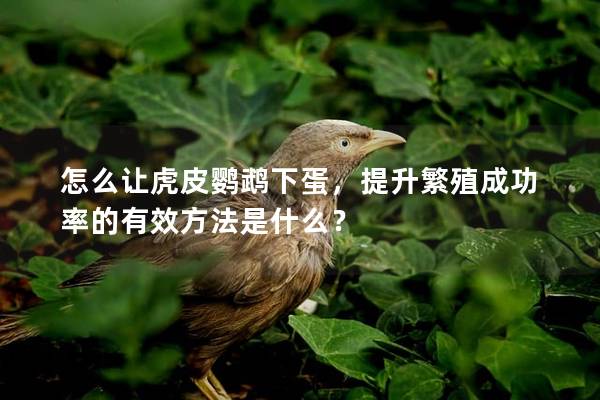 怎么让虎皮鹦鹉下蛋，提升繁殖成功率的有效方法是什么？