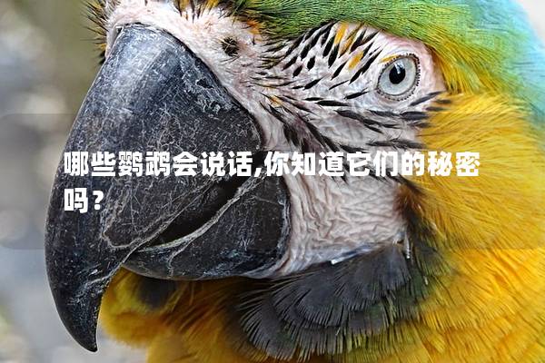 哪些鹦鹉会说话,你知道它们的秘密吗？