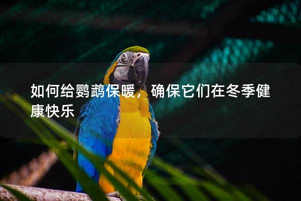 如何给鹦鹉保暖，确保它们在冬季健康快乐