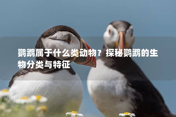 鹦鹉属于什么类动物？探秘鹦鹉的生物分类与特征