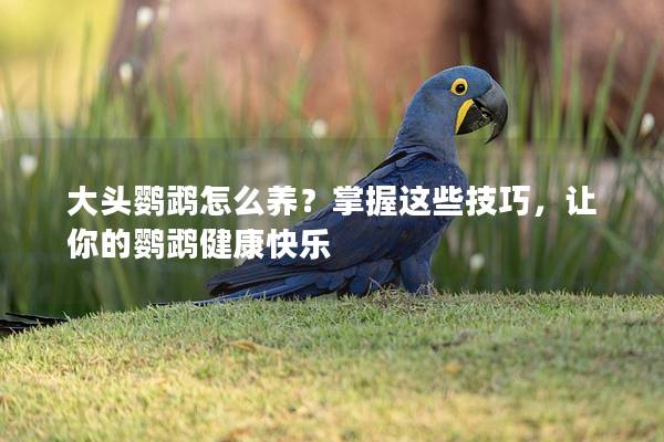 大头鹦鹉怎么养？掌握这些技巧，让你的鹦鹉健康快乐
