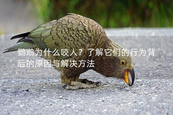鹦鹉为什么咬人？了解它们的行为背后的原因与解决方法