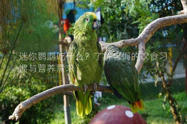 迷你鹦鹉吃什么？了解它们的饮食习惯与营养需求
