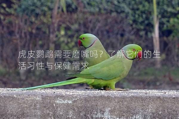 虎皮鹦鹉需要磨嘴吗？了解它们的生活习性与保健需求