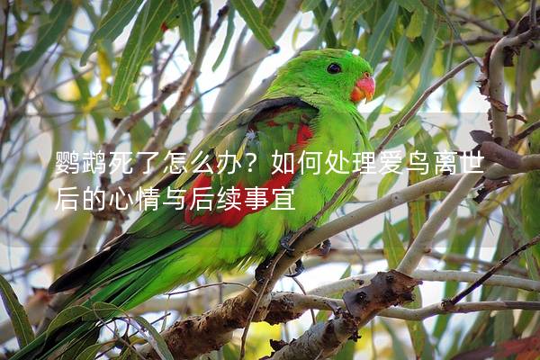 鹦鹉死了怎么办？如何处理爱鸟离世后的心情与后续事宜