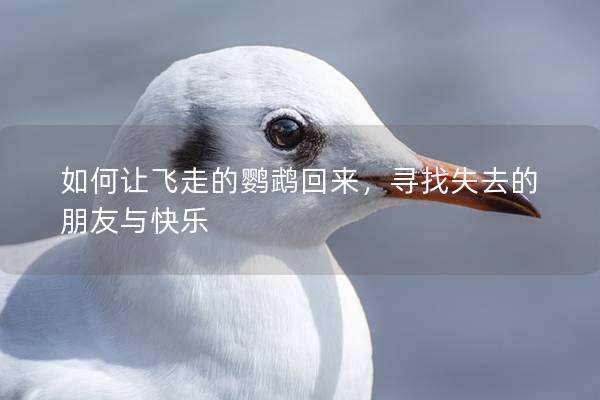 如何让飞走的鹦鹉回来，寻找失去的朋友与快乐