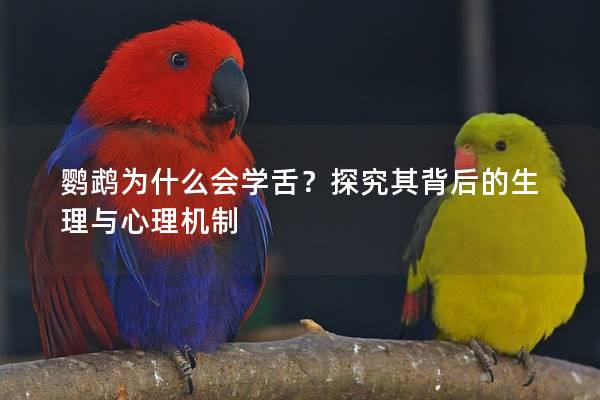 鹦鹉为什么会学舌？探究其背后的生理与心理机制