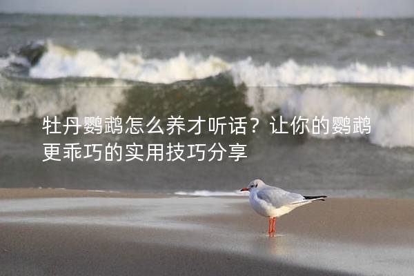 牡丹鹦鹉怎么养才听话？让你的鹦鹉更乖巧的实用技巧分享