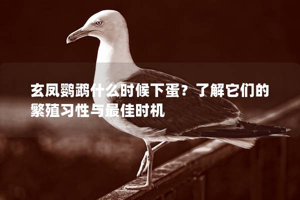 玄凤鹦鹉什么时候下蛋？了解它们的繁殖习性与最佳时机