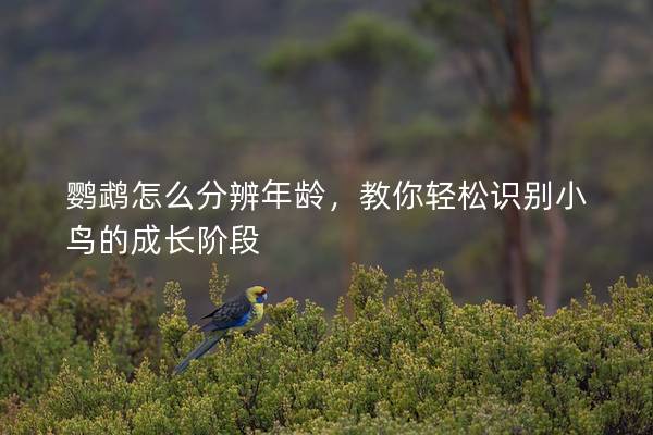 鹦鹉怎么分辨年龄，教你轻松识别小鸟的成长阶段
