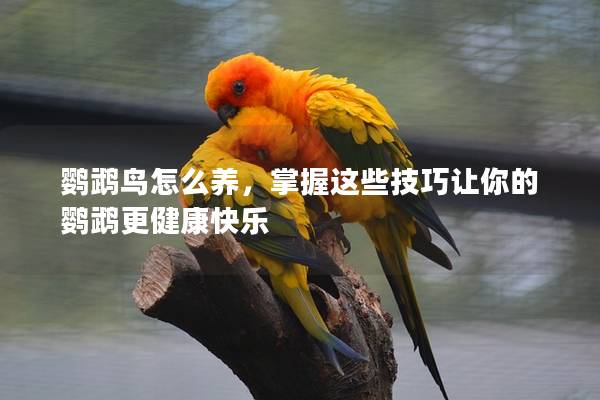 鹦鹉鸟怎么养，掌握这些技巧让你的鹦鹉更健康快乐