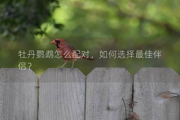 牡丹鹦鹉怎么配对，如何选择最佳伴侣？