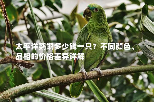 太平洋鹦鹉多少钱一只？不同颜色、品相的价格差异详解