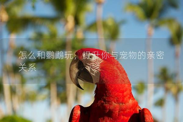 怎么和鹦鹉玩，提升你与宠物的亲密关系
