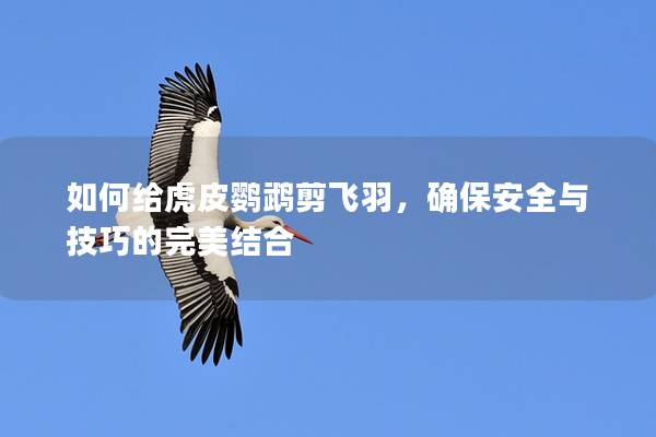 如何给虎皮鹦鹉剪飞羽，确保安全与技巧的完美结合