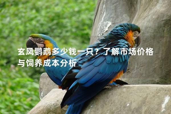 玄凤鹦鹉多少钱一只？了解市场价格与饲养成本分析