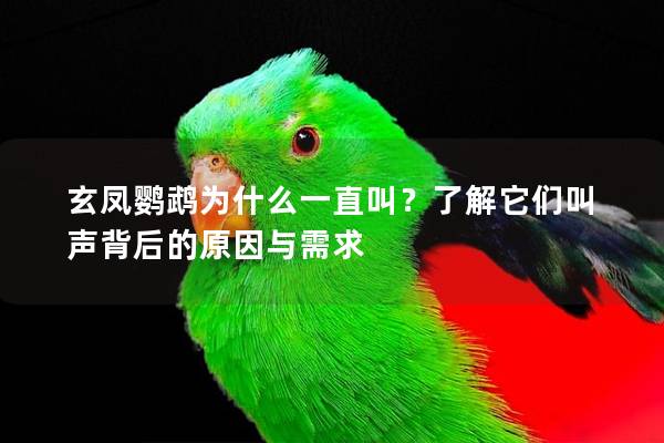 玄凤鹦鹉为什么一直叫？了解它们叫声背后的原因与需求